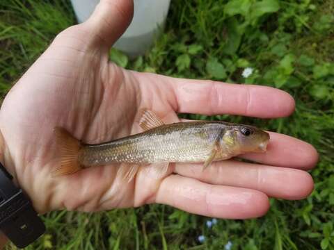 Image of Tonguetied Minnow