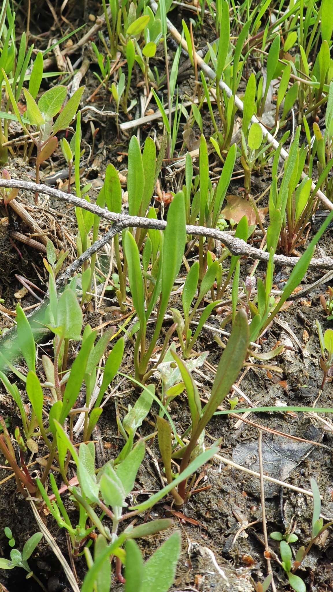 Image of sea aster