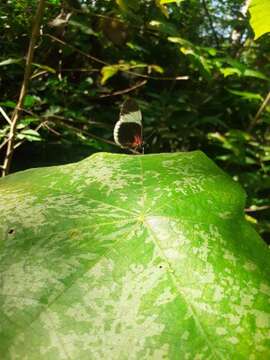 Image of Heliconius sapho Drury 1782