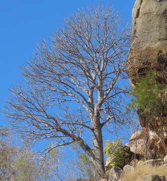 Imagem de Brachychiton collinus G. P. Guymer