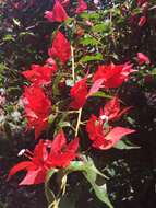 Слика од Bougainvillea buttiana Holttum & Standl.