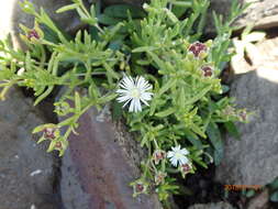 Image of Delosperma hirtum (N. E. Br.) Schwant.