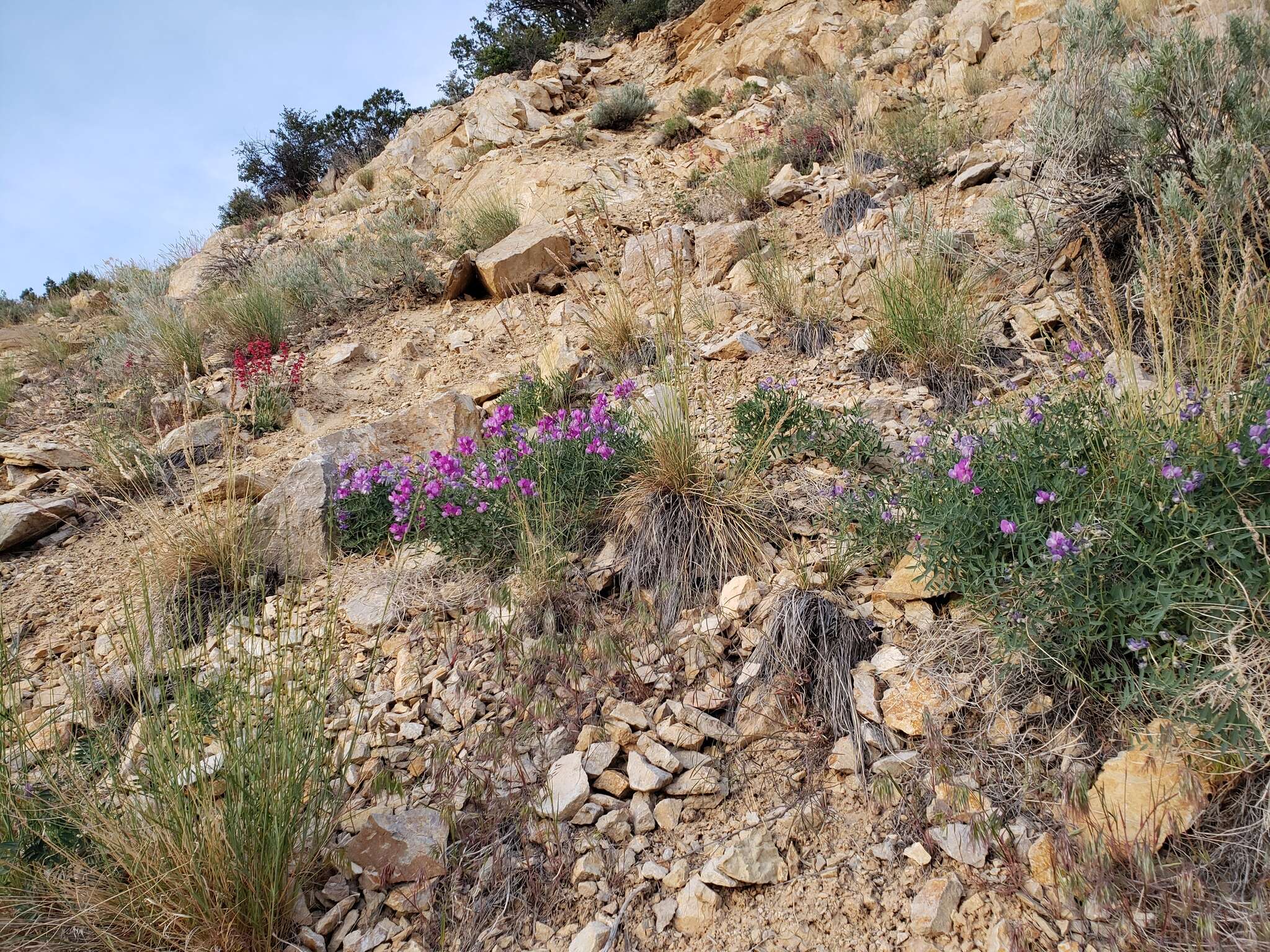 Imagem de Lathyrus zionis C. L. Hitchc.