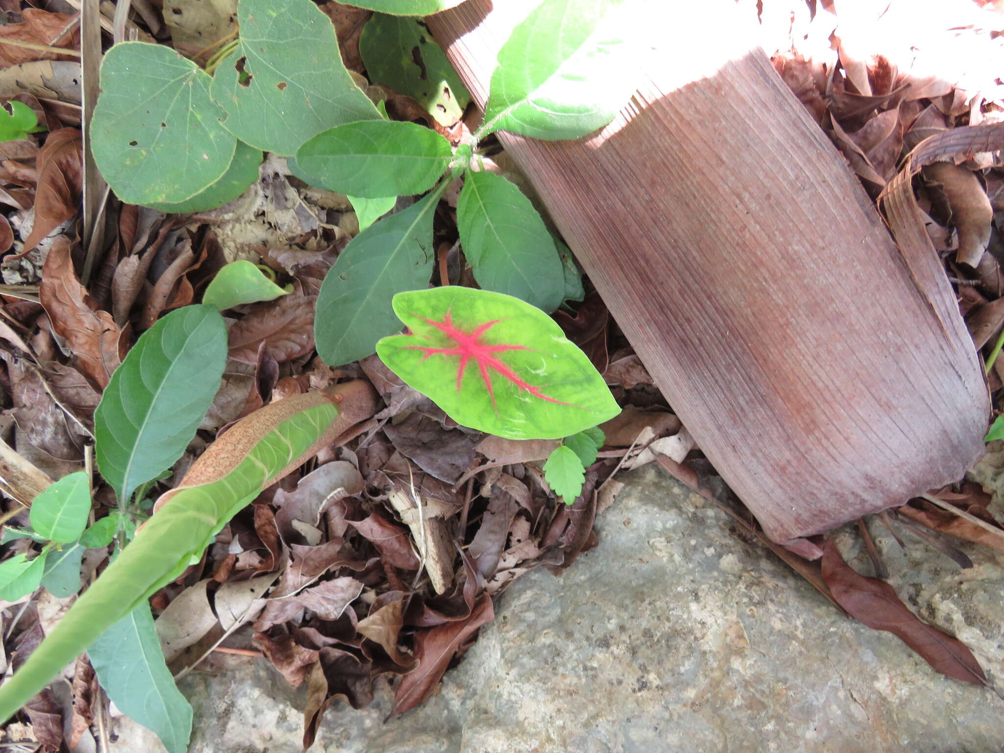 Image of Caladium bicolor (Aiton) Vent.