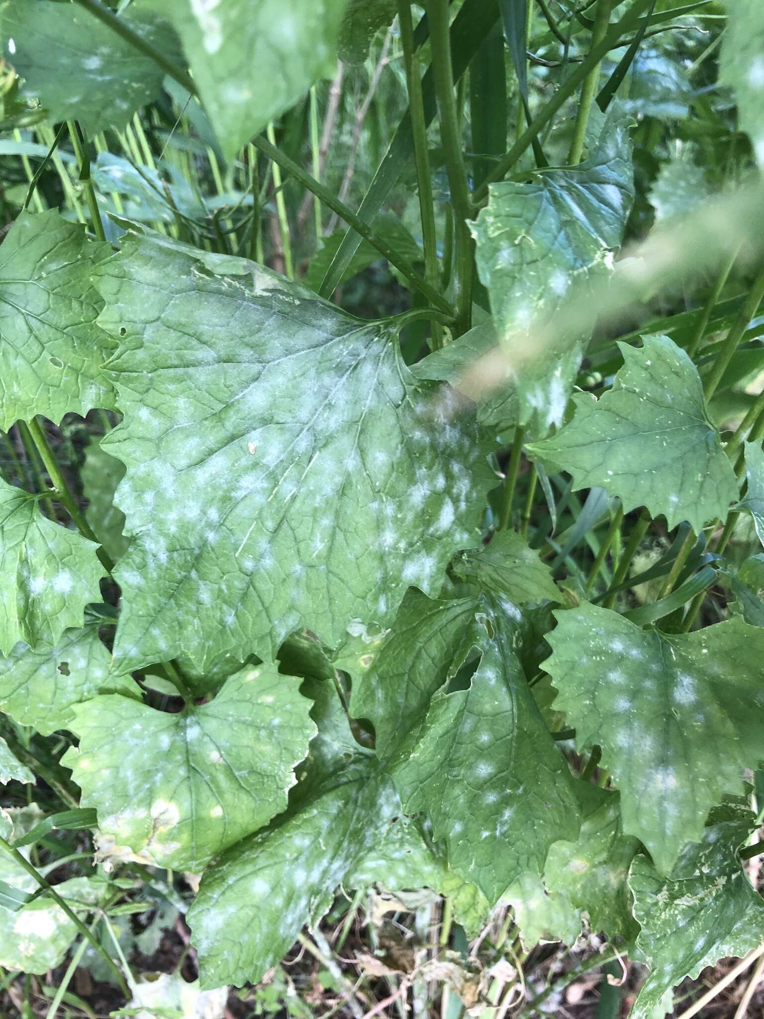 Image of Erysiphe cruciferarum Opiz ex L. Junell 1967