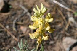 Plancia ëd Lupinus angustiflorus Eastw.