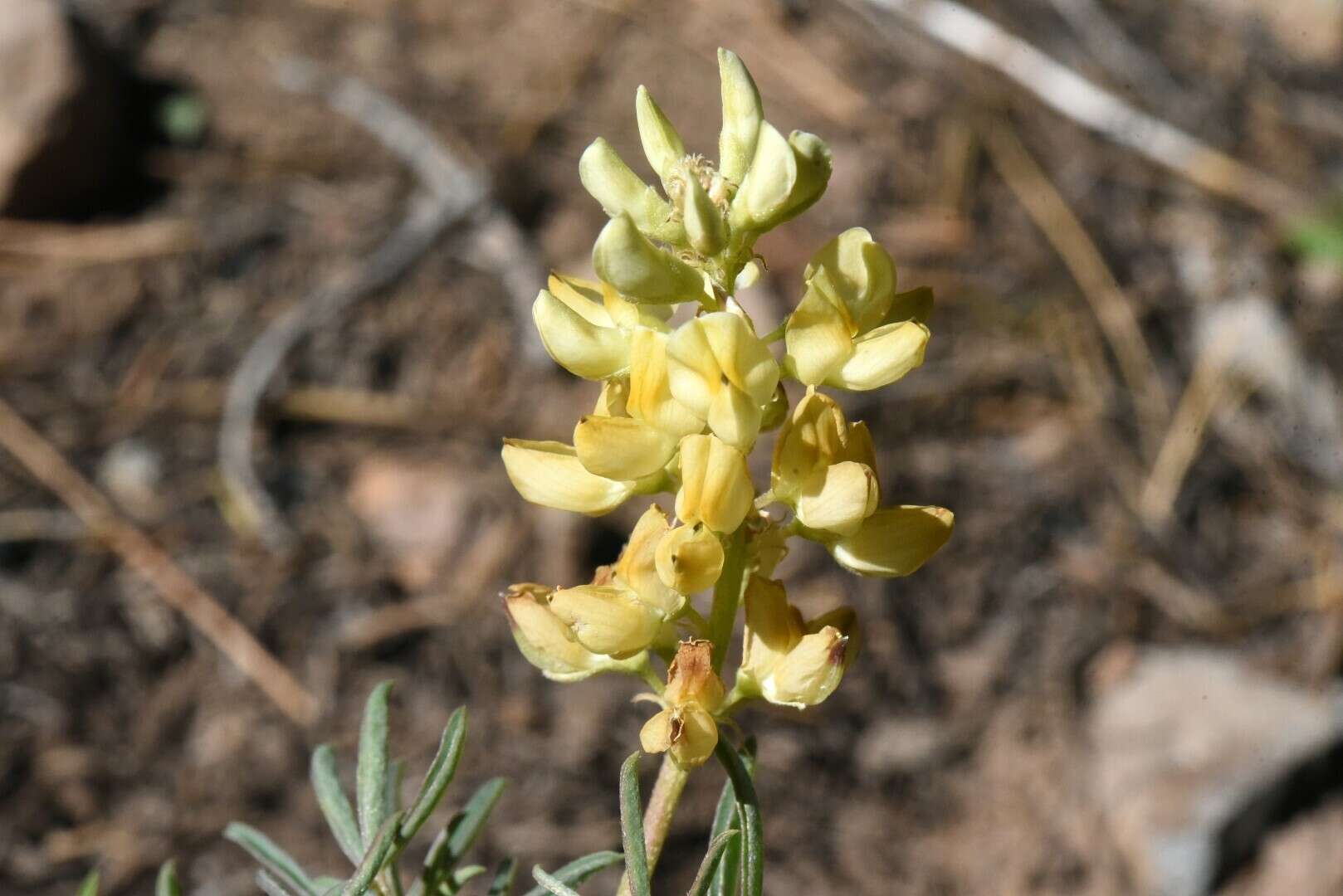 Image of narrowflower lupine