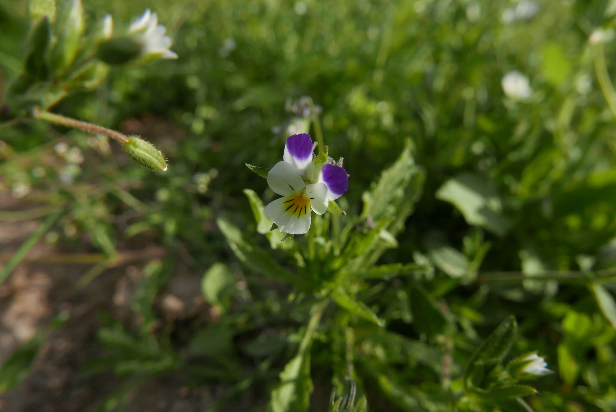 Слика од Viola arvensis subsp. megalantha Nauenb.