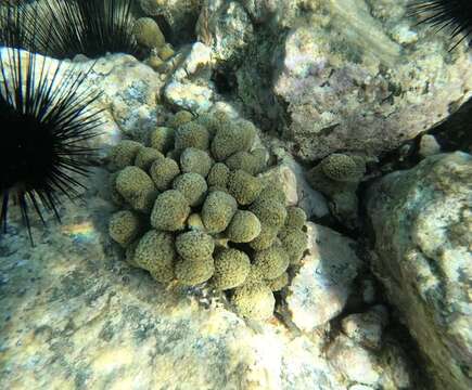 Image of Green Cactus Coral