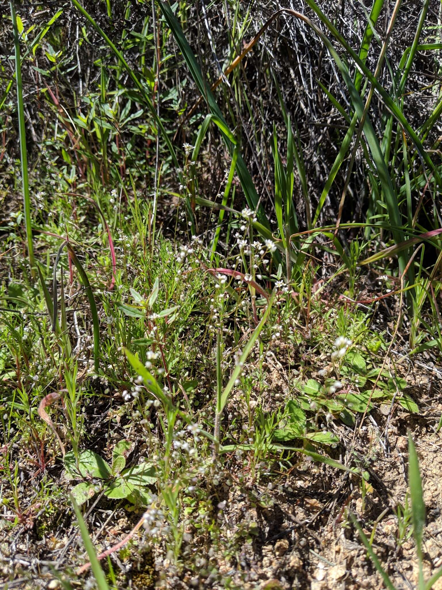 Image of sandweed