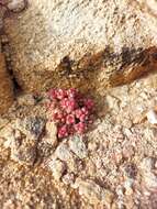 Image of Crassula elegans Schönl. & Baker fil.