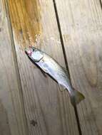 Image of Gray weakfish