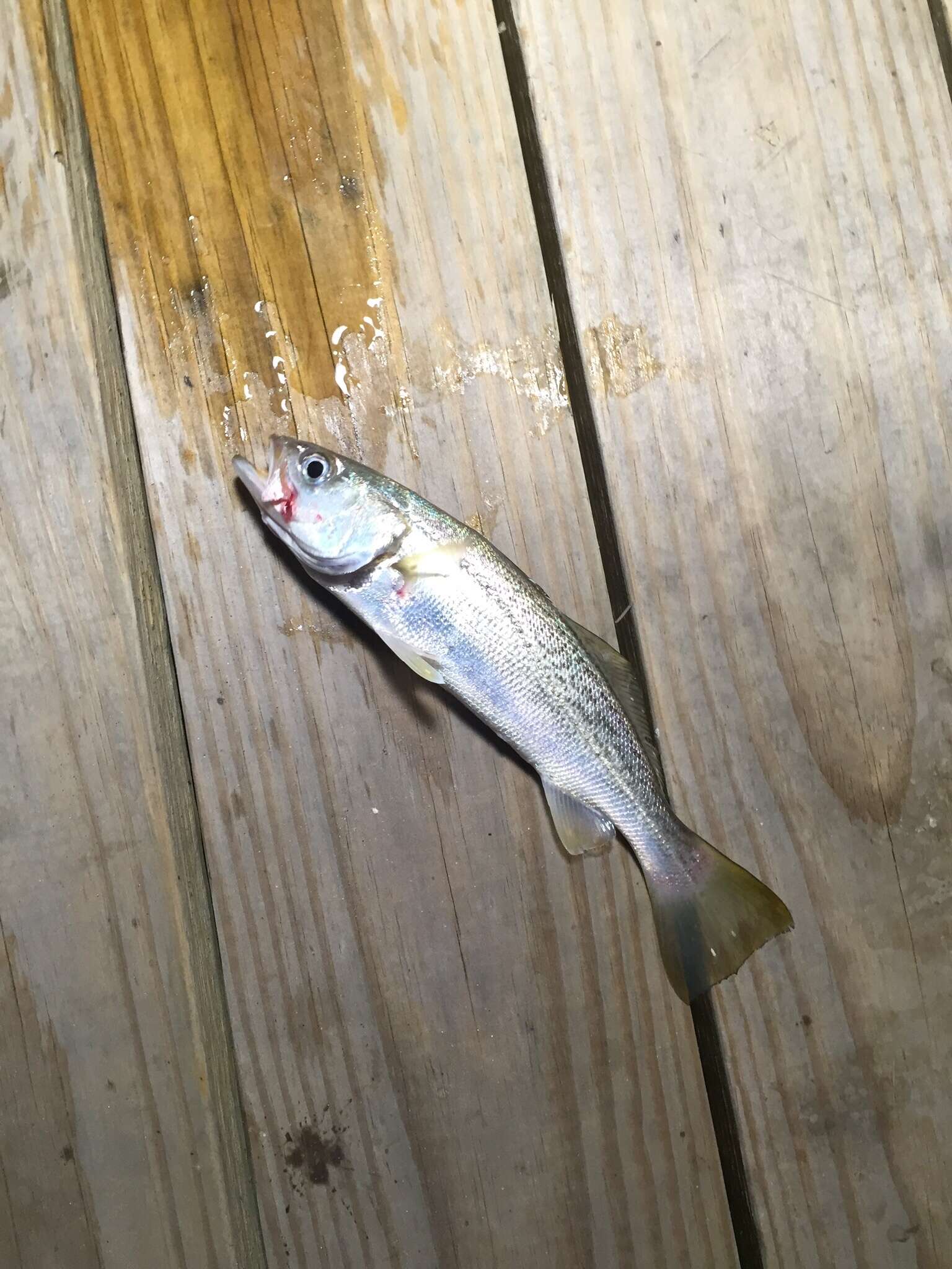 Image of Gray weakfish