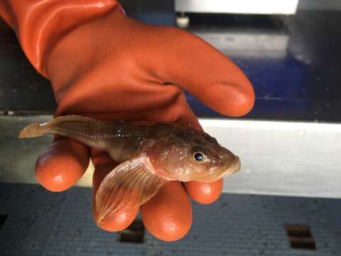 Image of Deepwater Sculpin