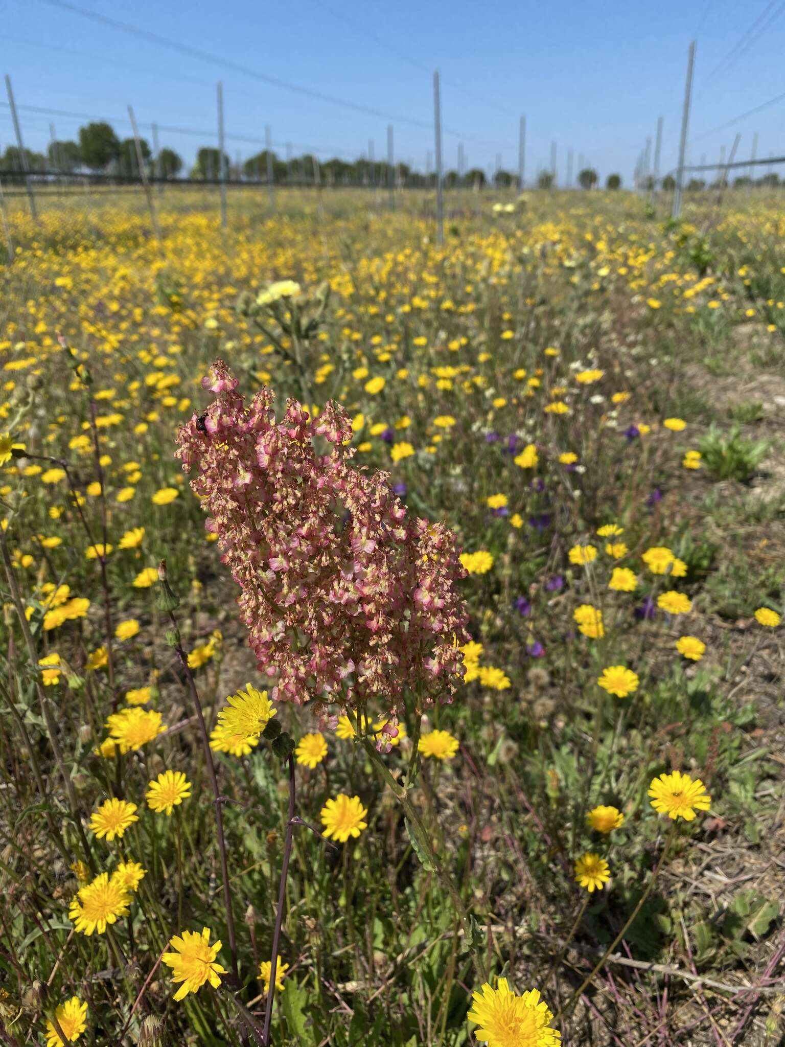 Image de Rumex thyrsoides Desf.