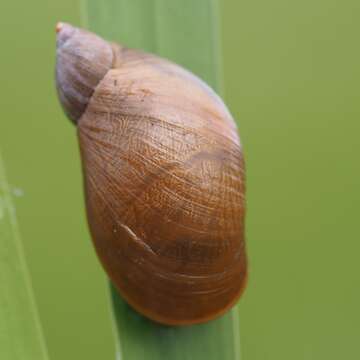 Image of amber snail