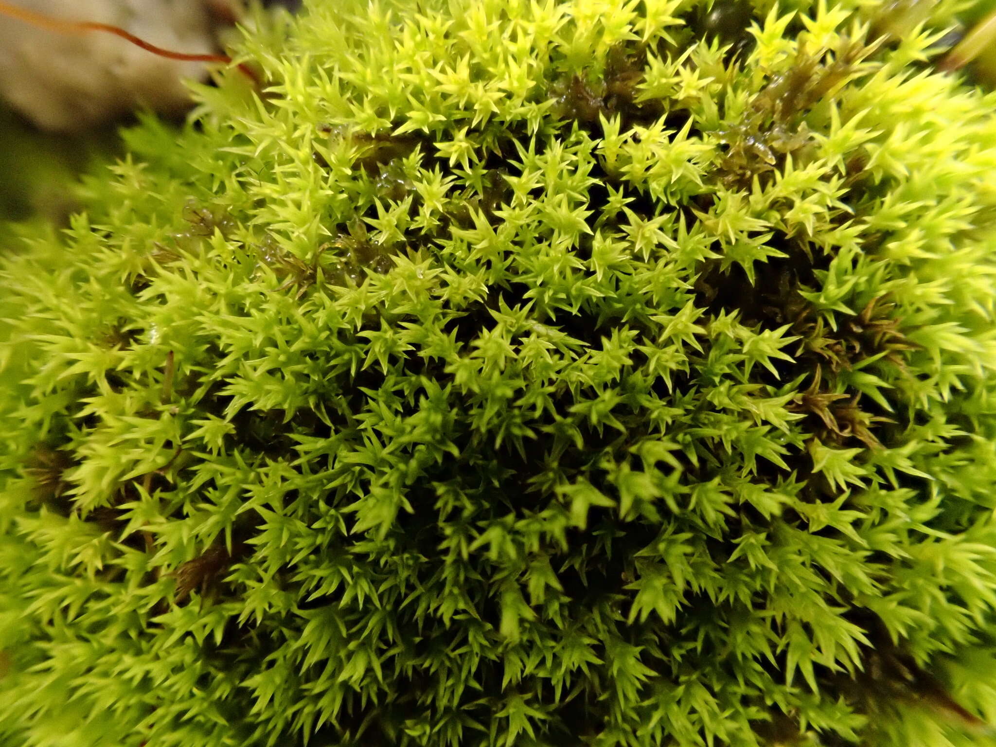 Image of Pseudocrossidium hornschuchianum Zander 1979