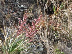 Imagem de Puya spathacea (Griseb.) Mez