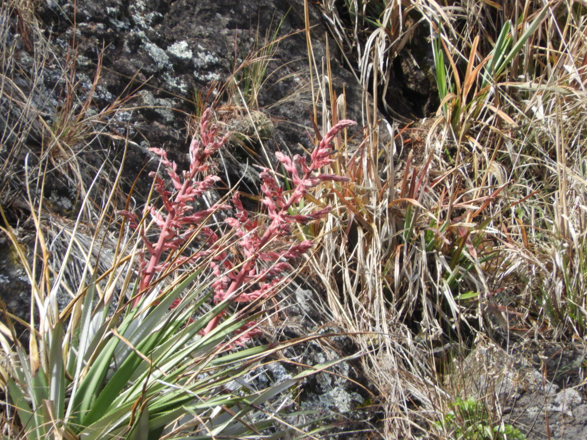 Imagem de Puya spathacea (Griseb.) Mez