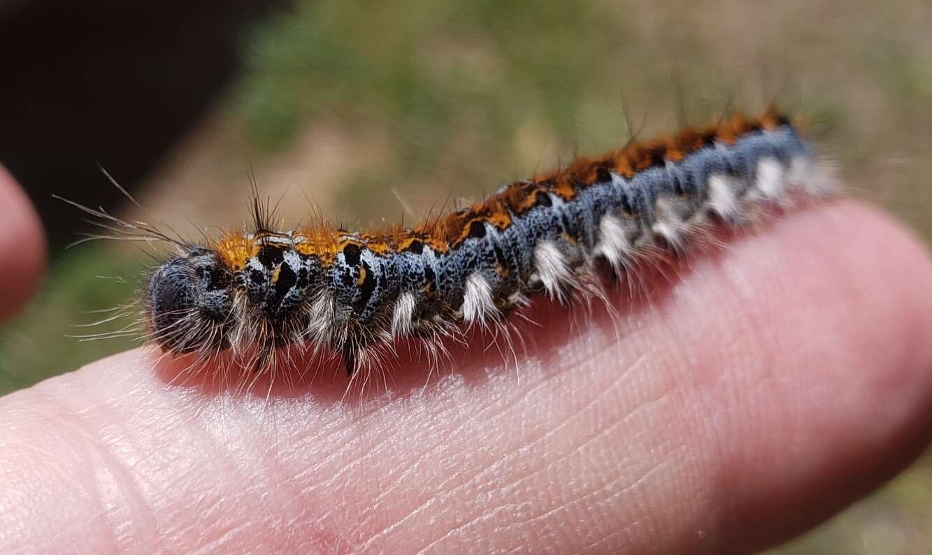 Plancia ëd Malacosoma constricta Edwards 1874