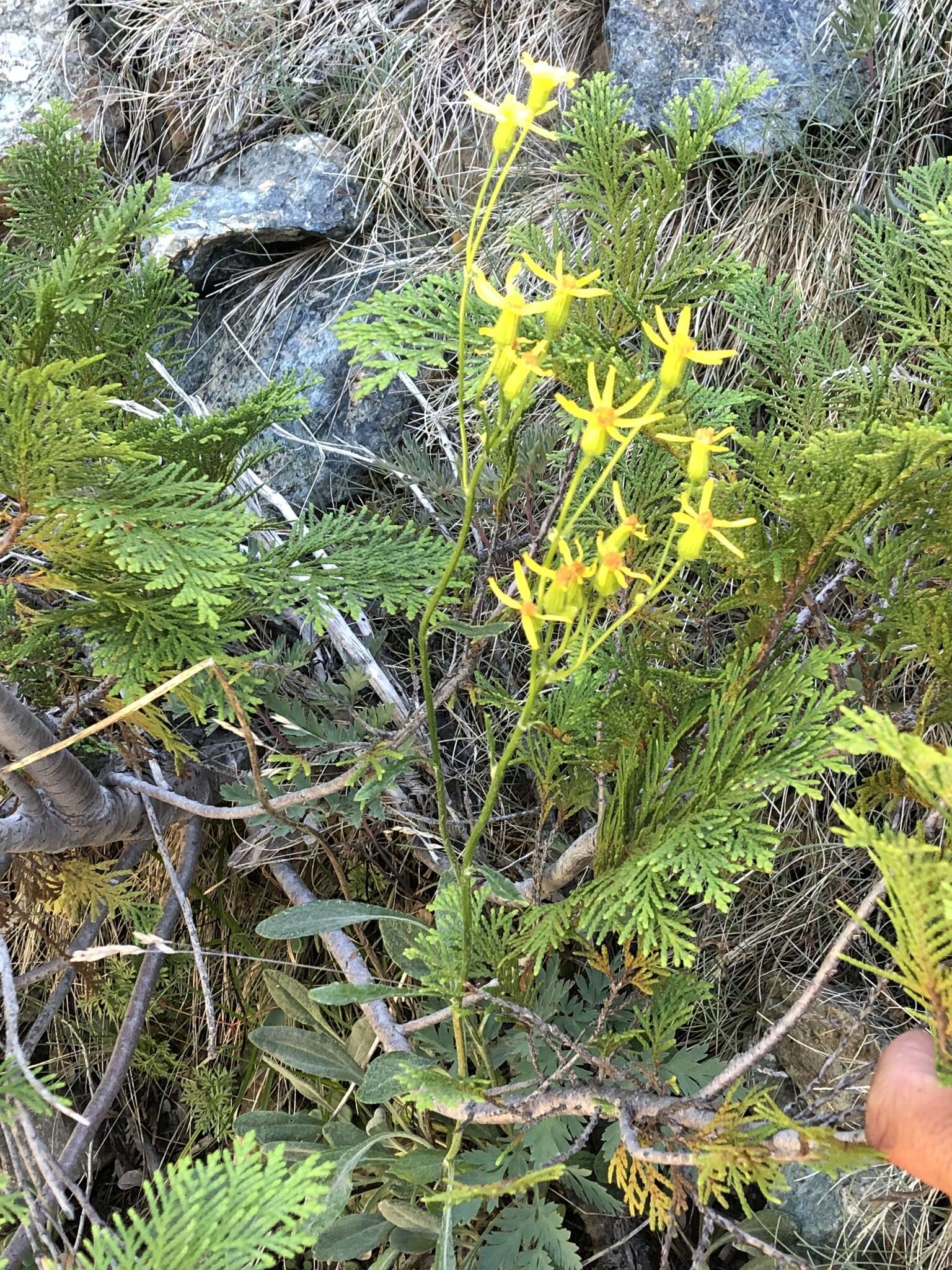 Image of Siskiyou Mountain Groundsel