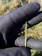 Image of Juncus sarophorus L. A. S. Johnson