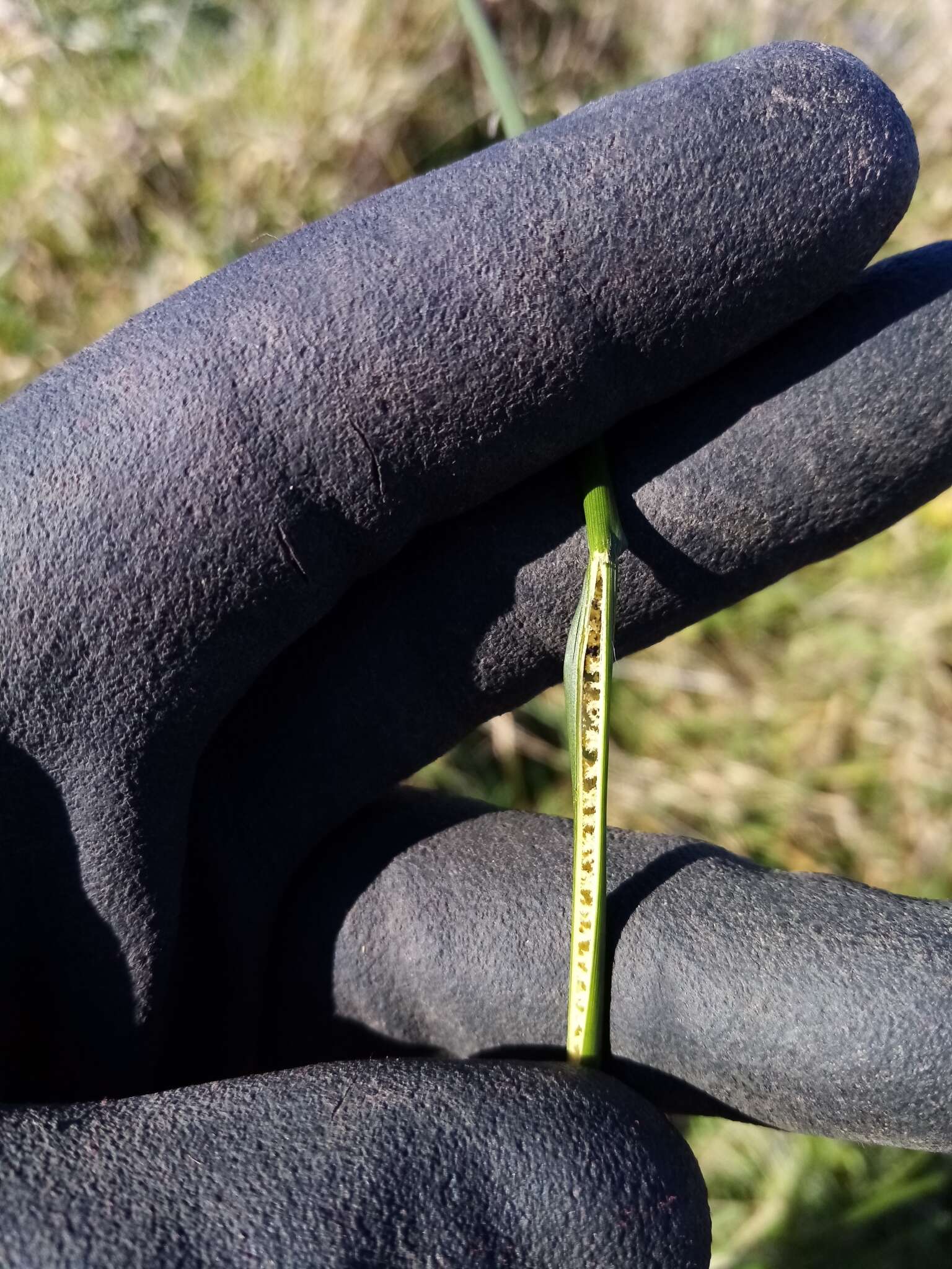 Image of Juncus sarophorus L. A. S. Johnson