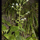 Image of Cynoglossum lambertianum (C. B. Clarke) Greuter & Stier