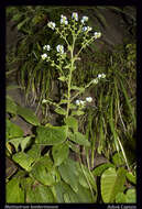 Image of Cynoglossum lambertianum (C. B. Clarke) Greuter & Stier