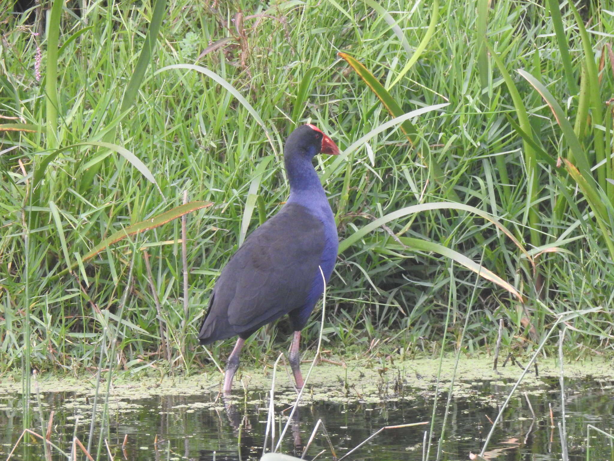 Image of Australasian Swamphen