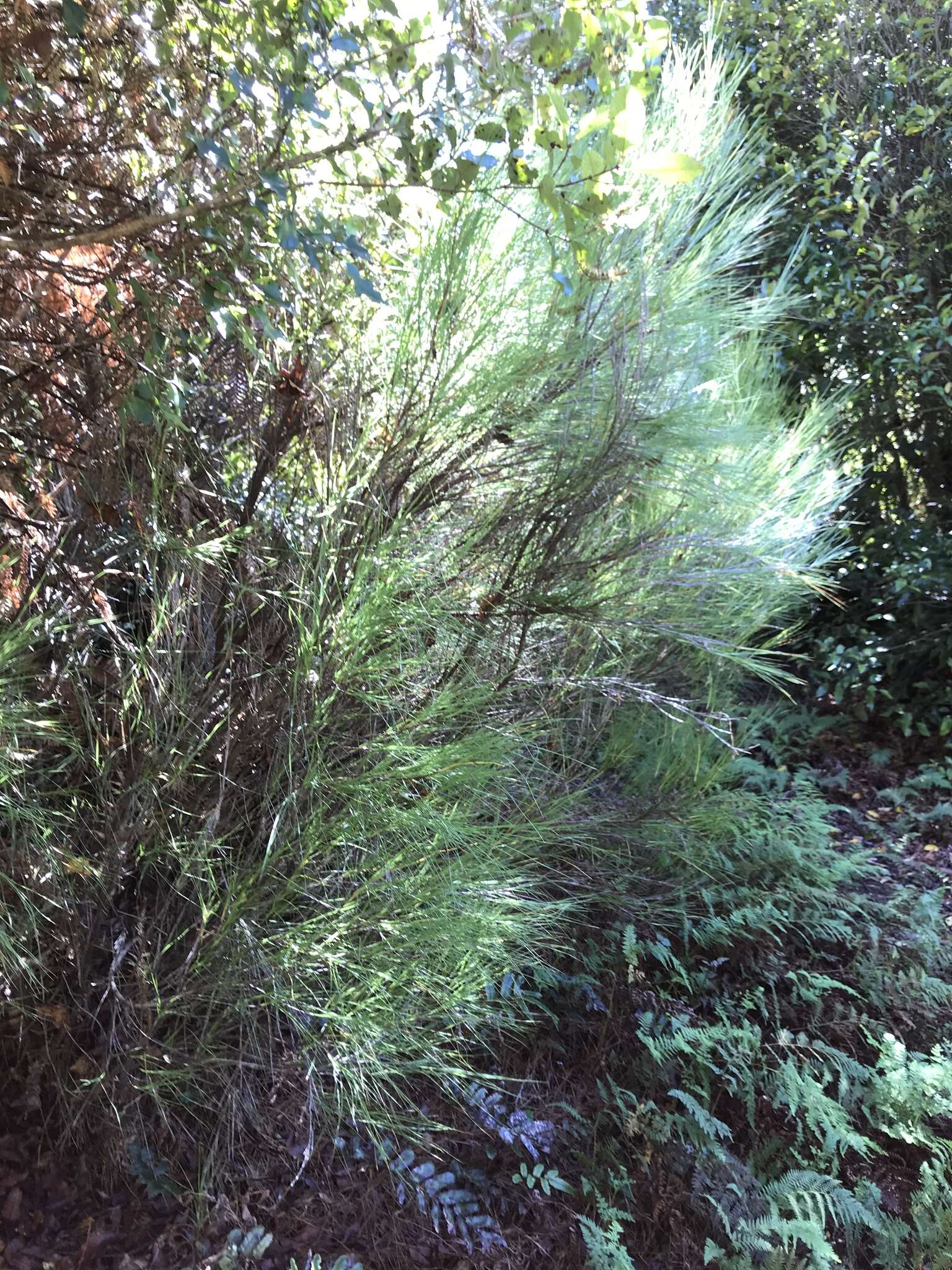 Image of Dracophyllum filifolium Hook. fil.