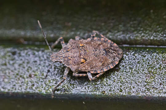 Image of Four-humped Stink Bug