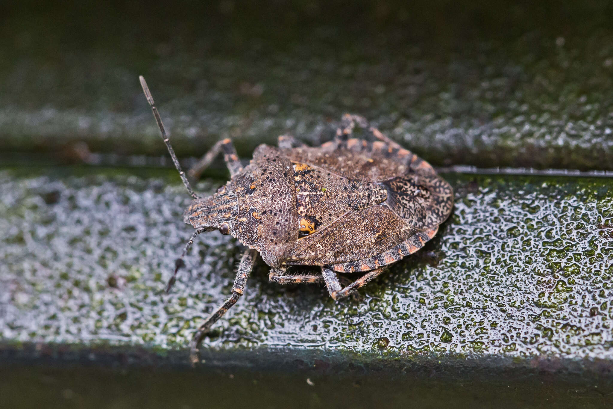 Image de Brochymena quadripustulata (Fabricius 1775)