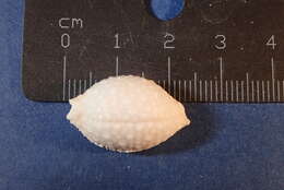 Image of Kernel cowry