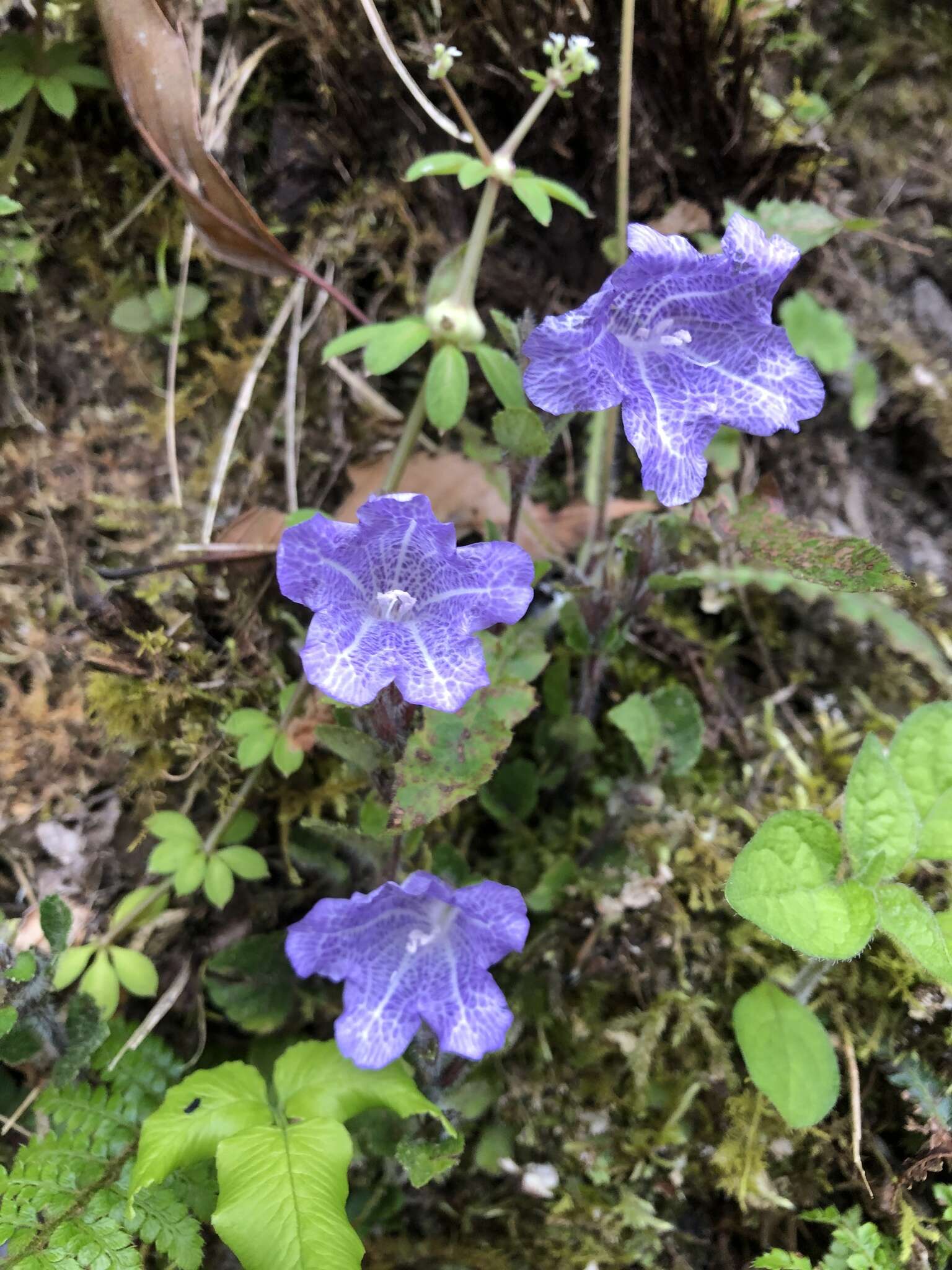 Strobilanthes rankanensis Hayata resmi