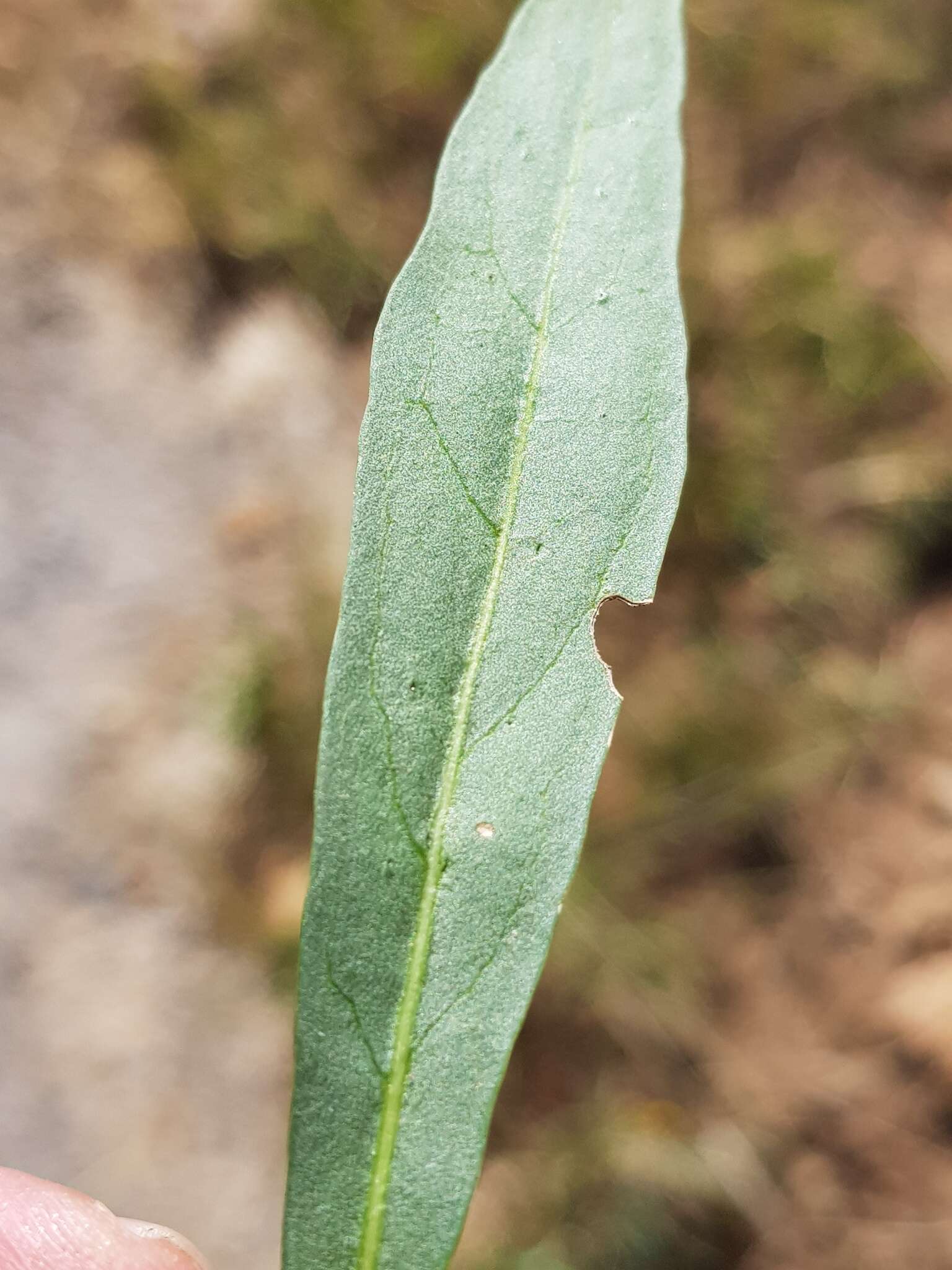 Image of Pavetta zeyheri Sond.