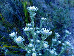 Image of Leucadendron singulare I. Williams