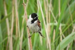 Image of Northern Reed Bunting