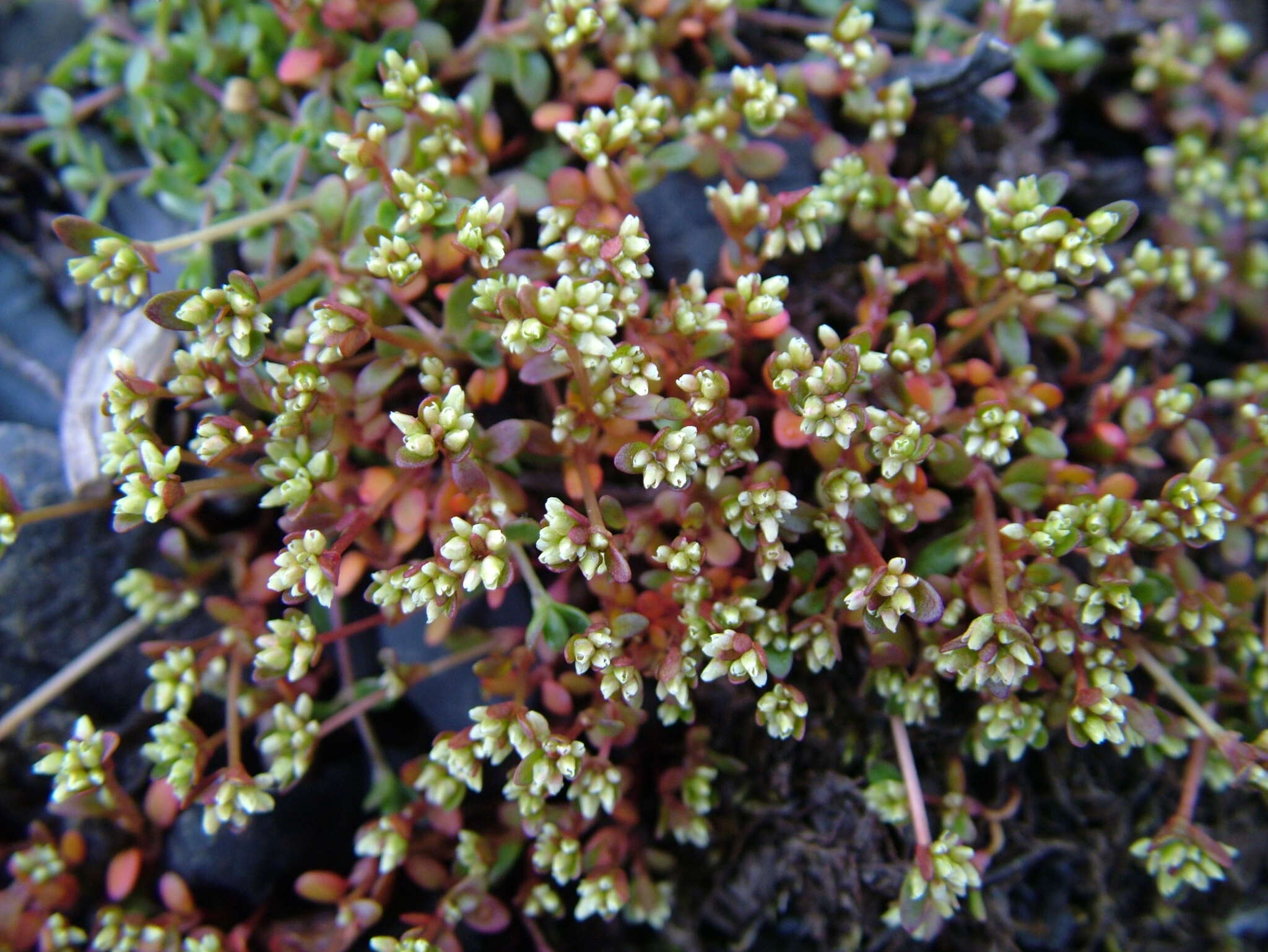 Koenigia islandica L. resmi