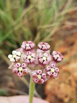 Image of Asclepias fallax (Schltr.) Schltr.