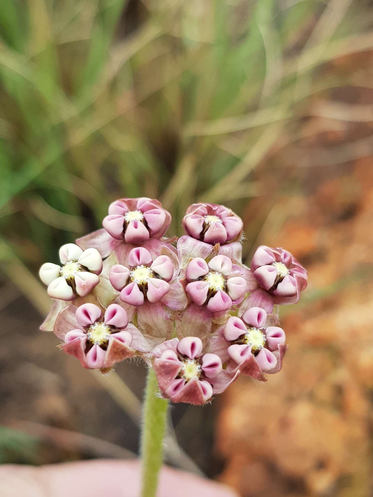 صورة Asclepias fallax (Schltr.) Schltr.