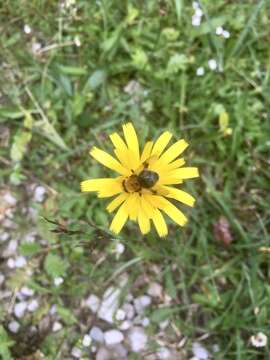 Sericomyia superbiens (Muller 1776) resmi