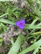 Image of Tharp's spiderwort