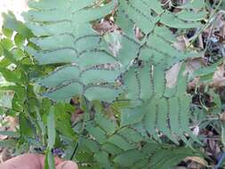 Image of Adiantum trapeziforme L.