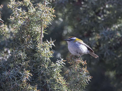 Image of Regulus ignicapilla balearicus Jordans 1923