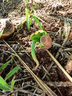 Imagem de Pachira glabra Pasq.