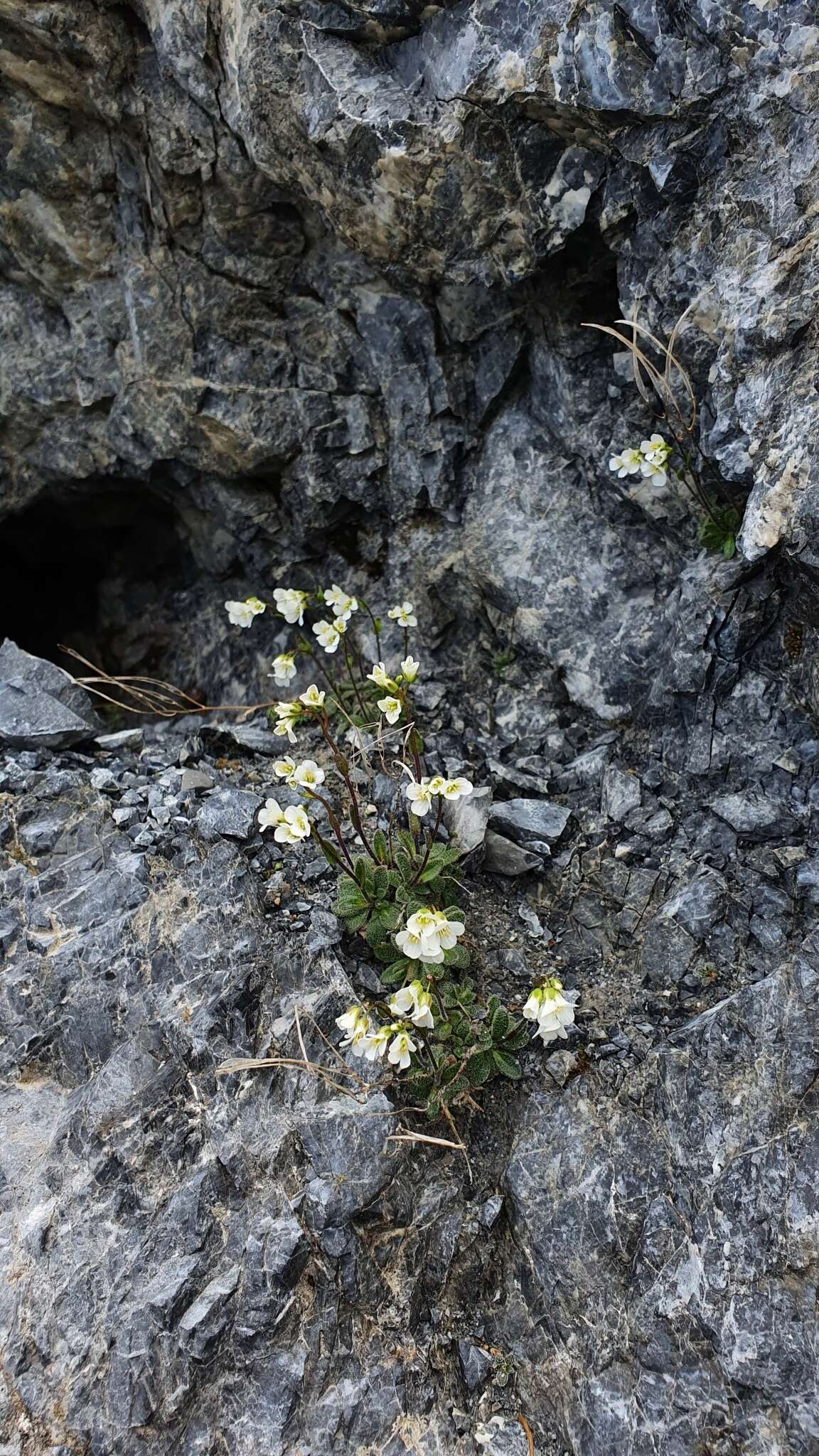 Sivun Arabis stellulata Bertol. kuva