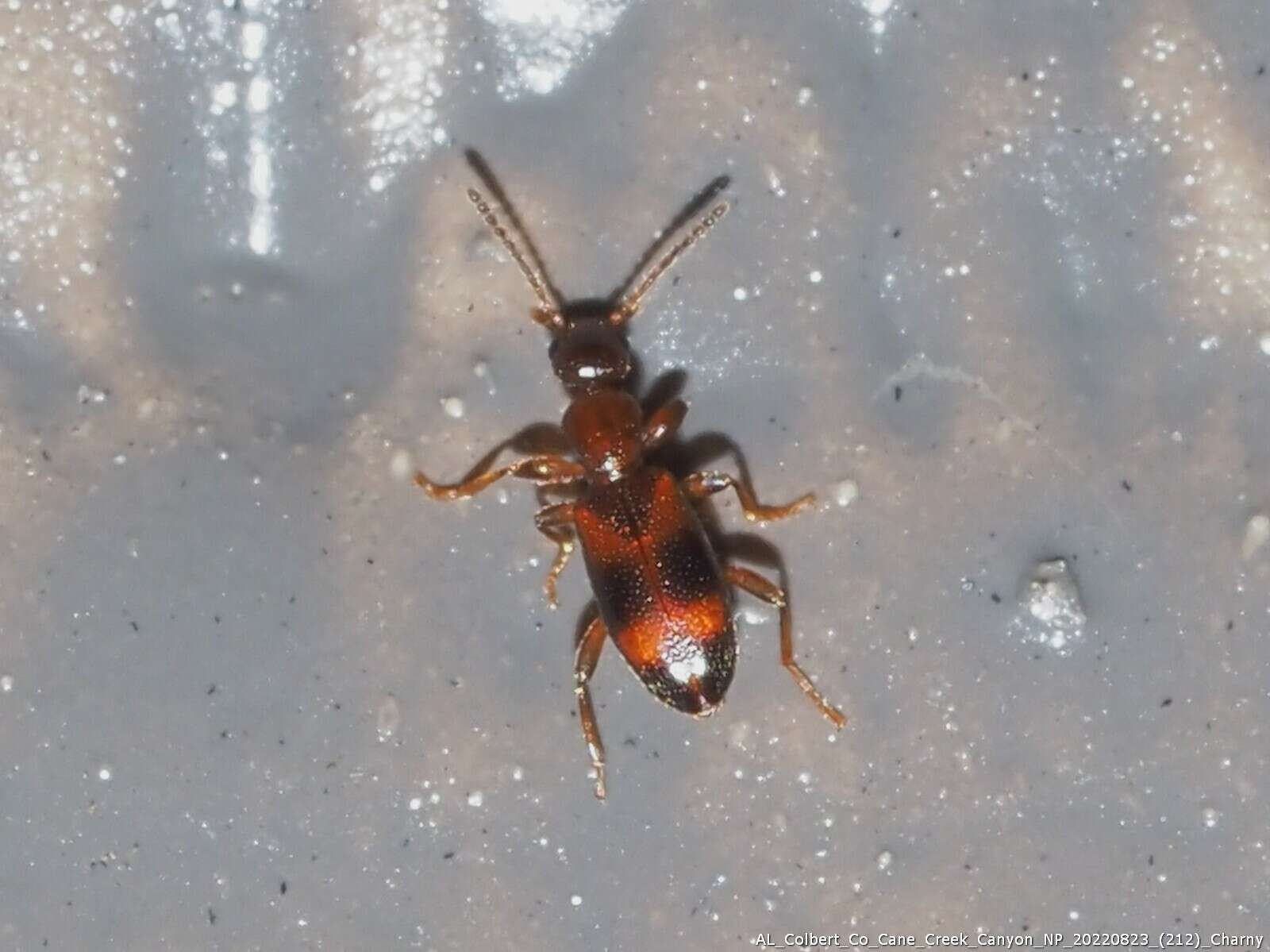 Image of Antlike flower beetle