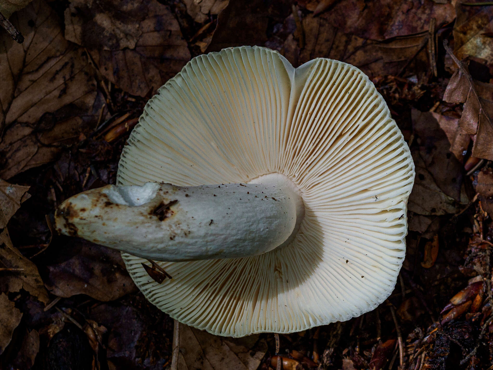 صورة Russula violeipes Quél. 1898