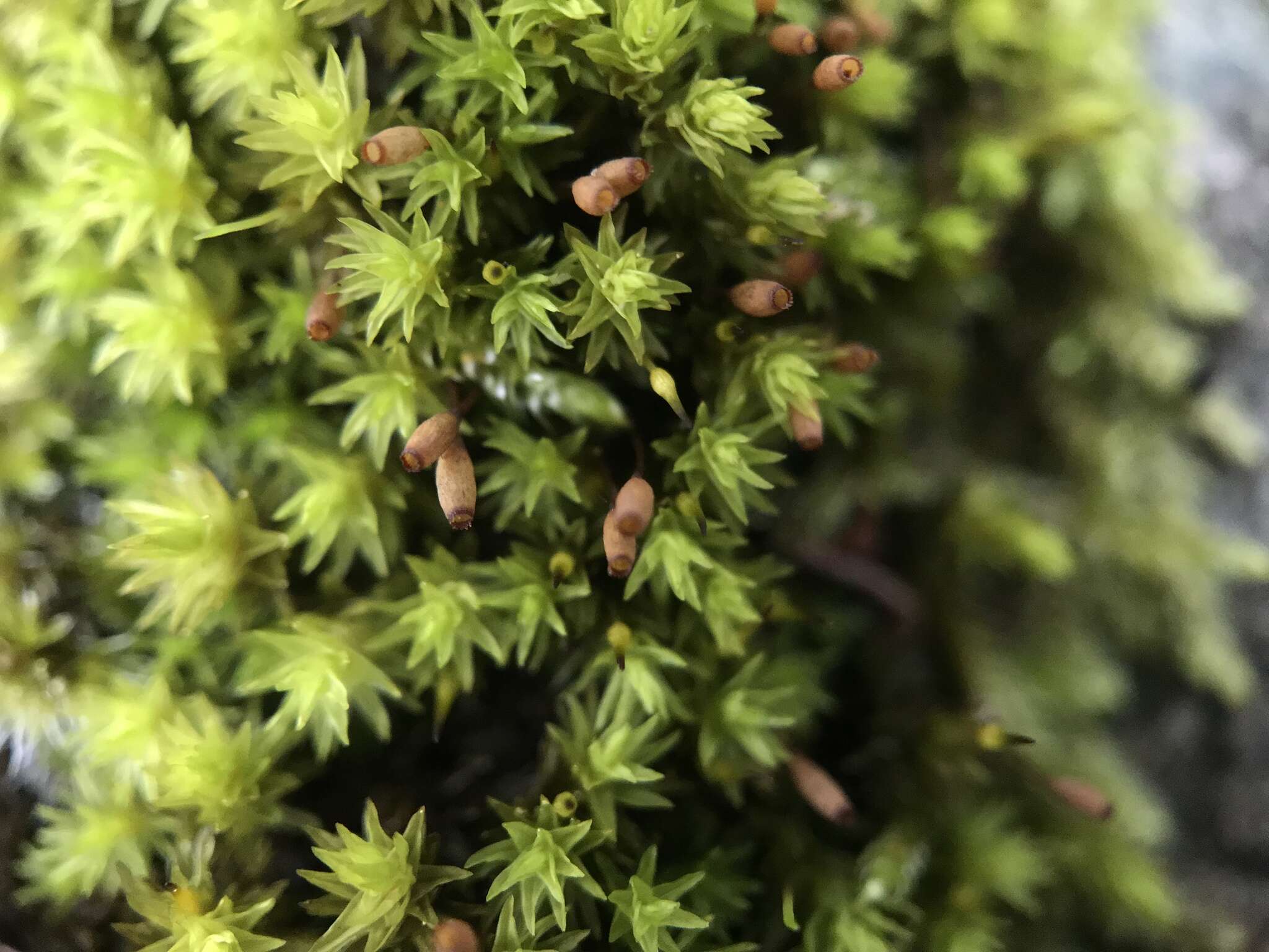 Image of racomitrium moss